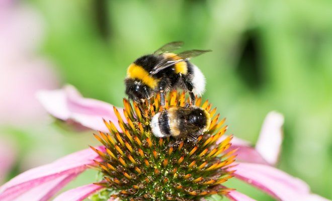 WEBVET - - Пчеловодство от А до Я